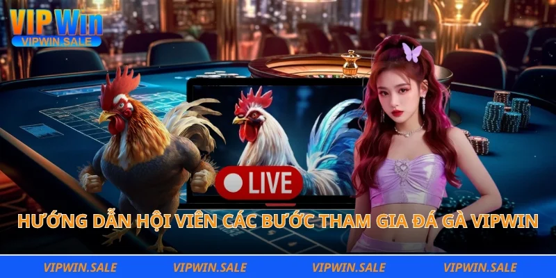Hướng dẫn hội viên các bước tham gia đá gà Vipwin