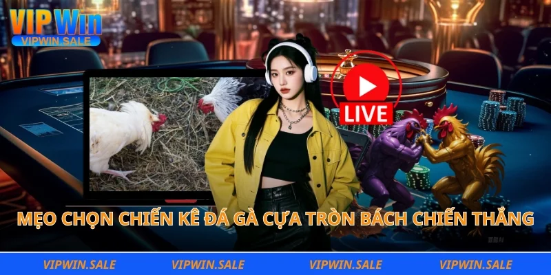 Mẹo chọn chiến kê đá gà cựa tròn bách chiến thắng
